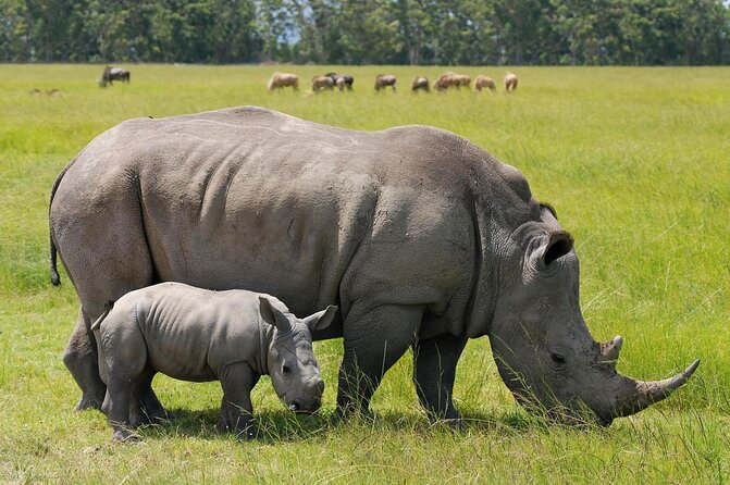 Half Day :safari Game Drive At Nairobi Park/elephant Sanctuary/giraffe Centre - Key points to know before booking