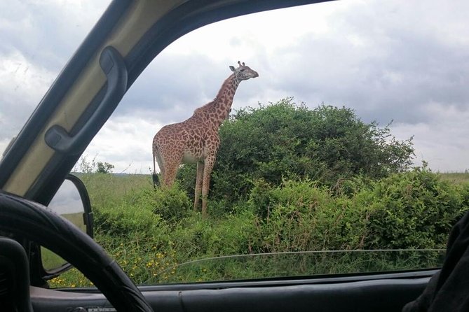 Half Day :safari Game Drive At Nairobi Park/elephant Sanctuary/giraffe Centre - What the $75 price really covers