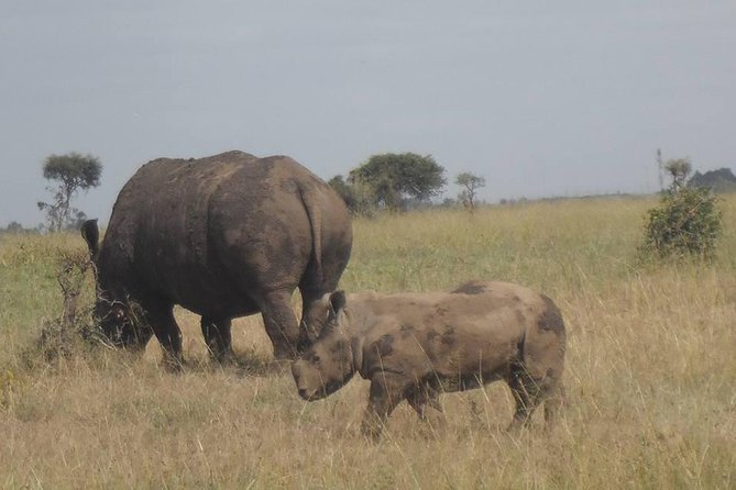 Half Day :safari Game Drive At Nairobi Park/elephant Sanctuary/giraffe Centre - Practical details that affect the day