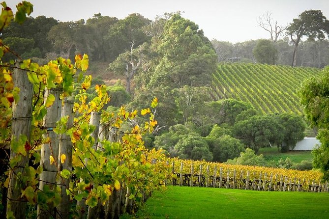 Half-Day Swan Valley & Wildlife Park Tour - From Perth’s Bell Tower to Swan Valley