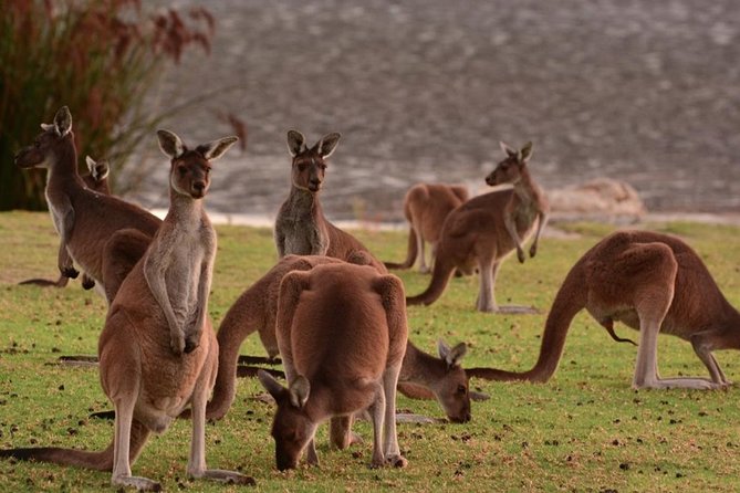 Half-Day Swan Valley & Wildlife Park Tour - Chocolate, coffee, and local produce