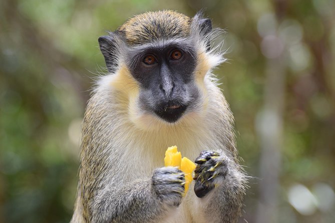 Half Day Tour St Nicholas Abbey and The Barbados Wildlife Reserve - Cherry Tree Hill gives you Barbados from above