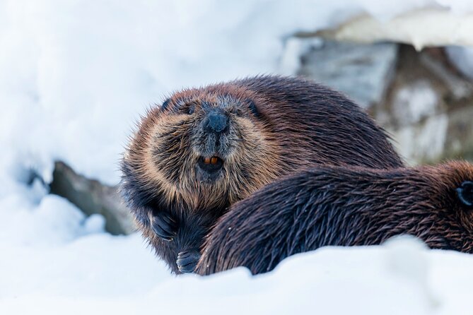 Half-Day Trip to Ranua Wildlife Park from Rovaniemi - Why Ranua works well as a half-day outing