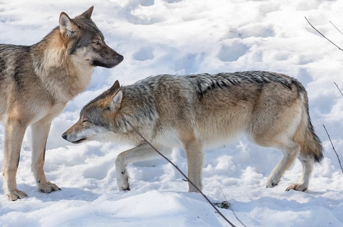 Half-Day Trip to Ranua Wildlife Park from Rovaniemi - What the animal collection means for your visit