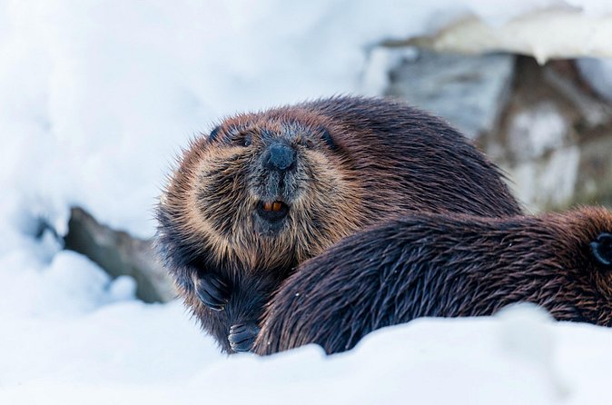 Half-Day Trip to Ranua Wildlife Park from Rovaniemi - Who will enjoy this trip most?