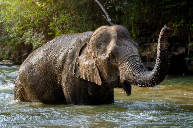 Half Day Visit Elephant Sanctuary in Samui - Key points to know before you book