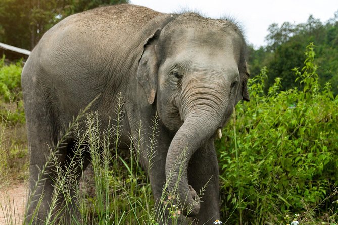 Half Day Visit Elephant Sanctuary in Samui - Preparing food and feeding the elephants