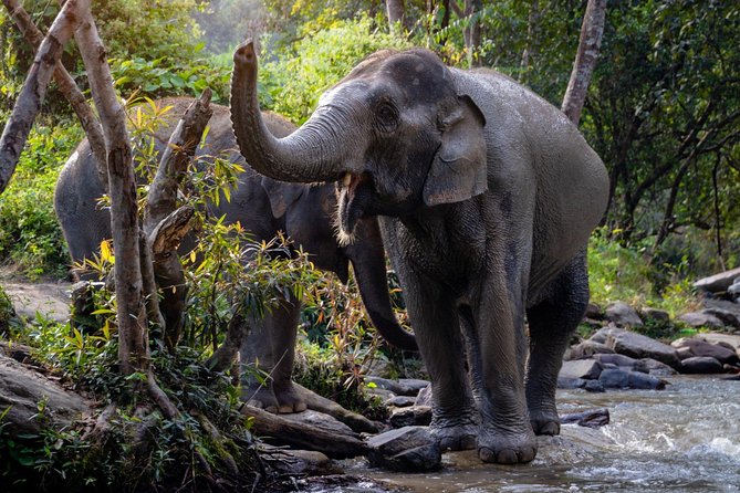 Half Day Visit Elephant Sanctuary in Samui - Morning and afternoon timing in Koh Samui