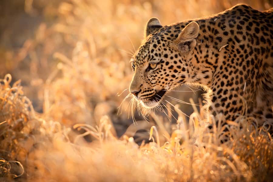 Hartbeespoort: Lion and Safari Park Guided Tour - Key points at a glance
