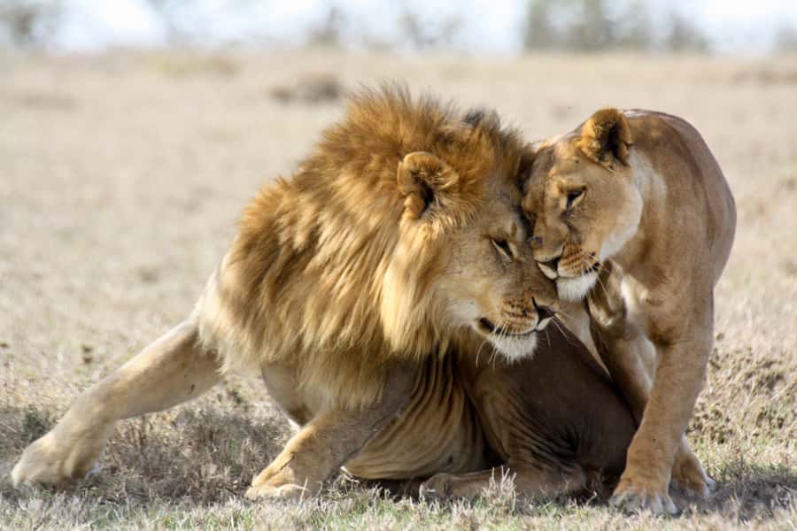 Hartbeespoort: Lion and Safari Park Guided Tour - Why this Hartbeespoort safari works so well
