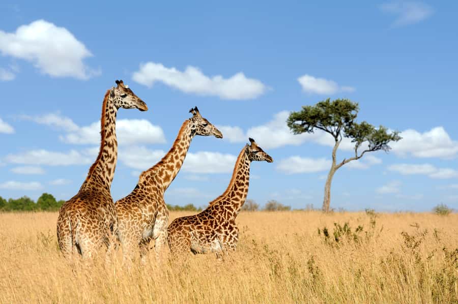 Hartbeespoort: Lion and Safari Park Guided Tour - Antelopes first, then the predator enclosures
