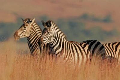 Hartbeespoort: Lion and Safari Park Guided Tour