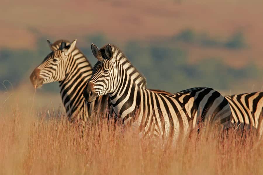Hartbeespoort: Lion and Safari Park Guided Tour - Starting at the departure lounge