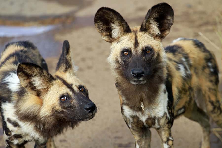 Hartbeespoort: Lion and Safari Park Tour - Six predators in one Hartbeespoort outing