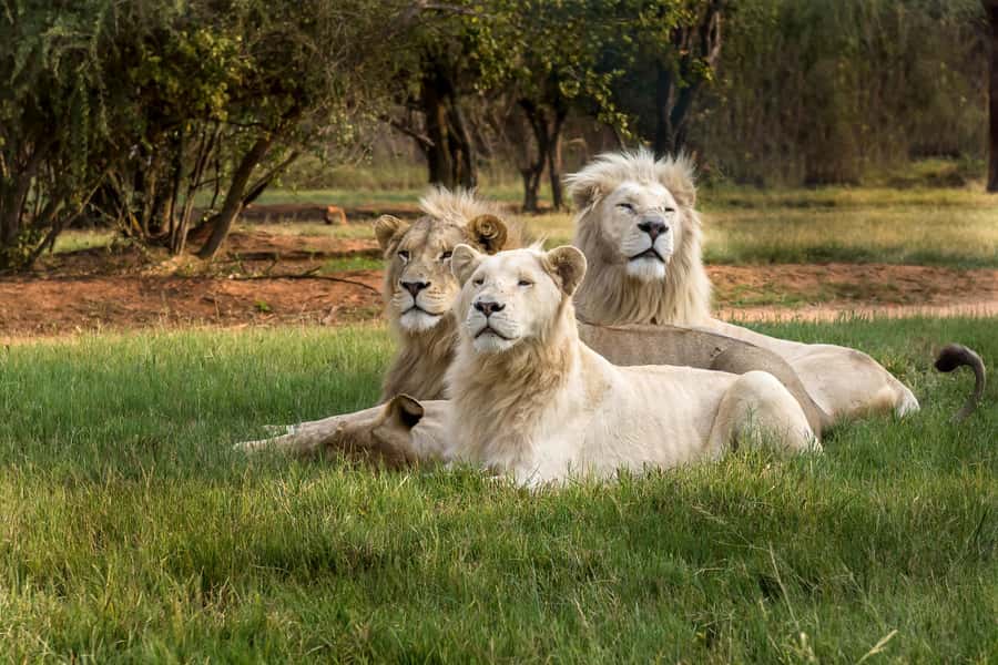 Hartbeespoort: Lion and Safari Park Tour - Why the small safari truck matters