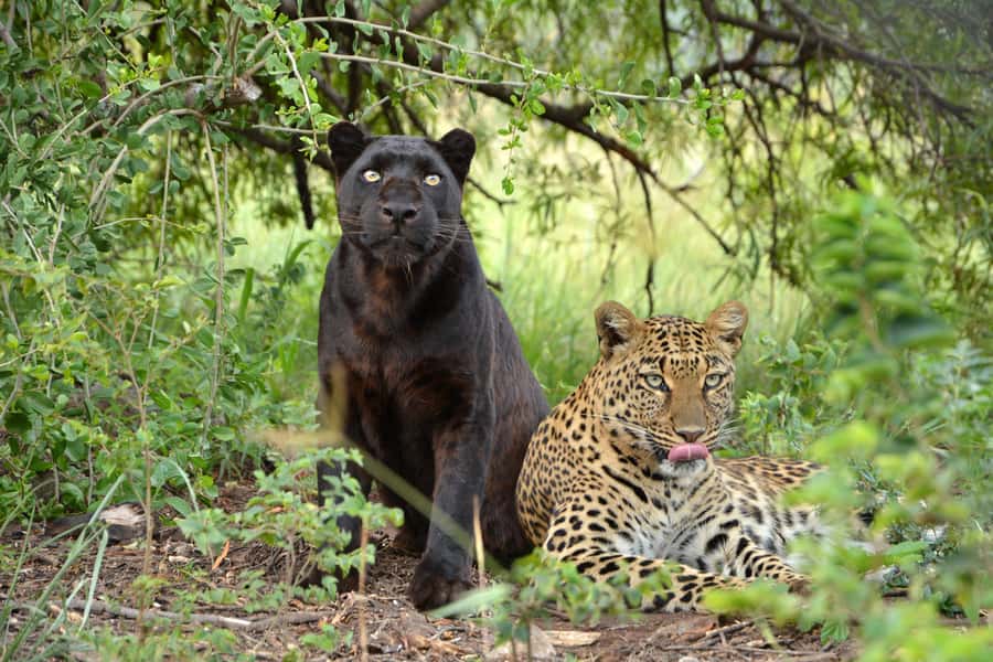 Hartbeespoort: Lion and Safari Park Tour - Is $70 good value?