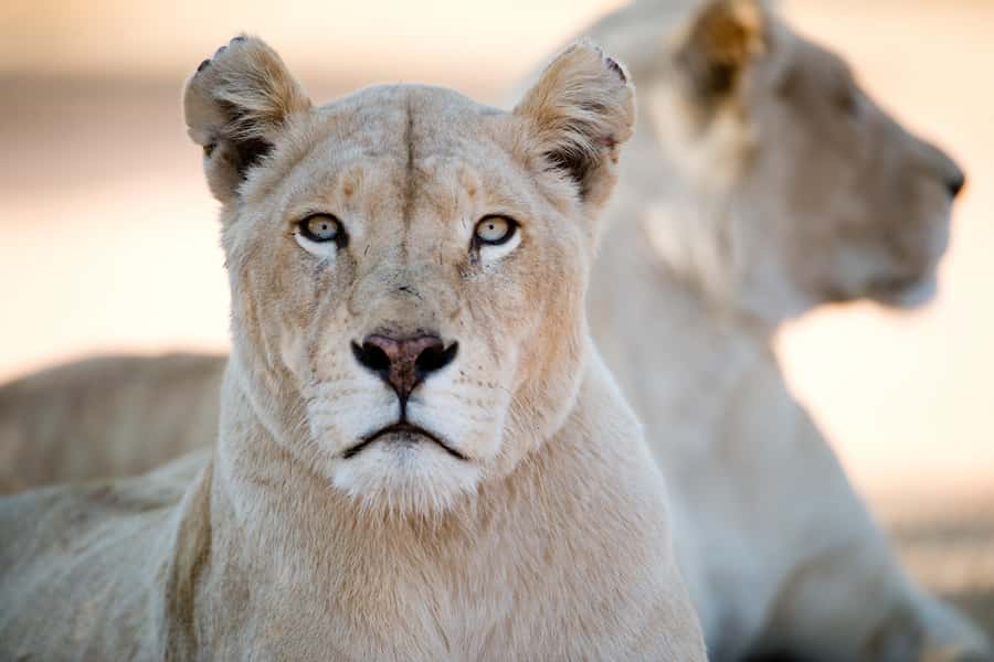 Hartbeespoort: Lion and Safari Park Tour - Who should book this safari park tour?
