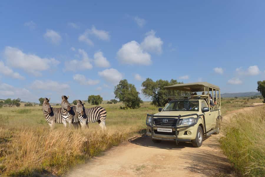 Hartbeespoort: Lion and Safari Park Tour - Lions, cheetahs, wild dogs, and leopards