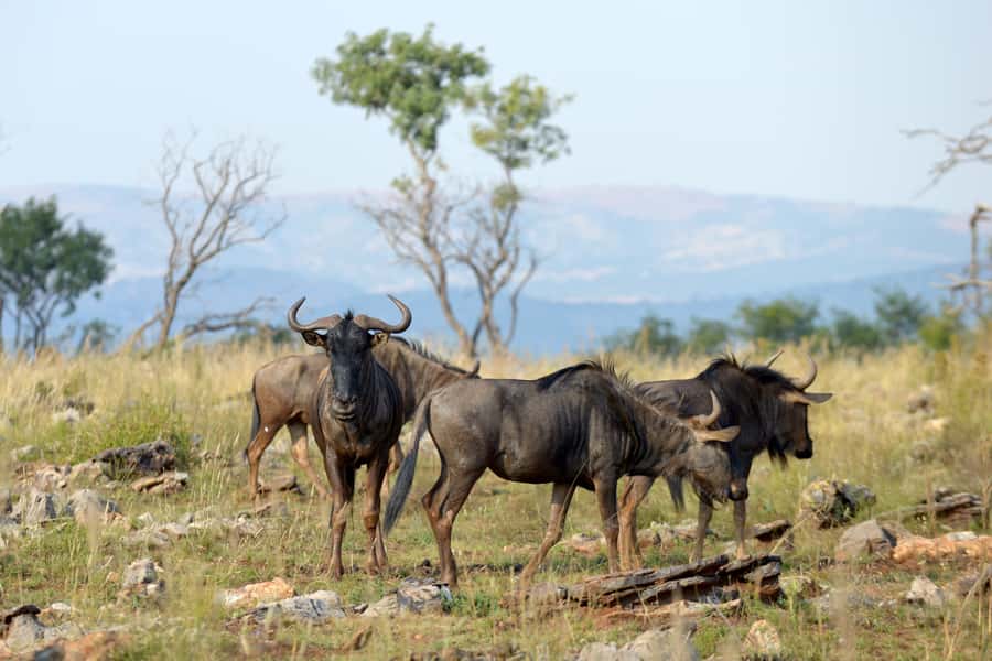 Hartbeespoort: Self-Drive Lion and Safari Park Tour - Key points before you go