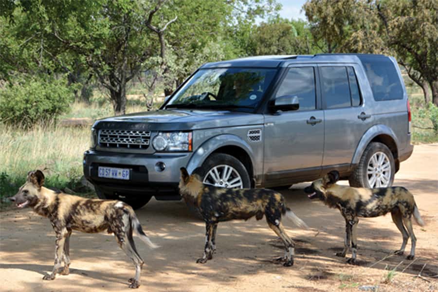 Hartbeespoort: Self-Drive Lion and Safari Park Tour - Why this self-drive safari works well