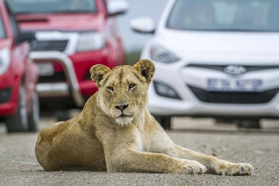 Hartbeespoort: Self-Drive Lion and Safari Park Tour - Collecting your tickets and starting the route