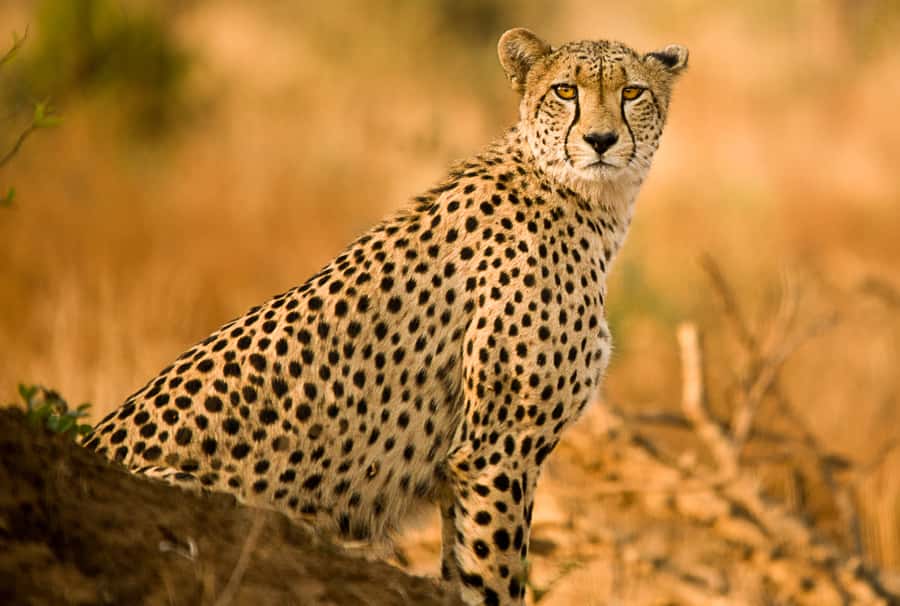 Hartbeespoort: Self-Drive Lion and Safari Park Tour - The extended game drive and antelope viewing