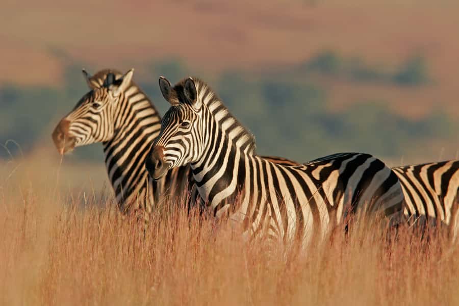 Hartbeespoort: Self-Drive Lion and Safari Park Tour - The weekend lion feeding times