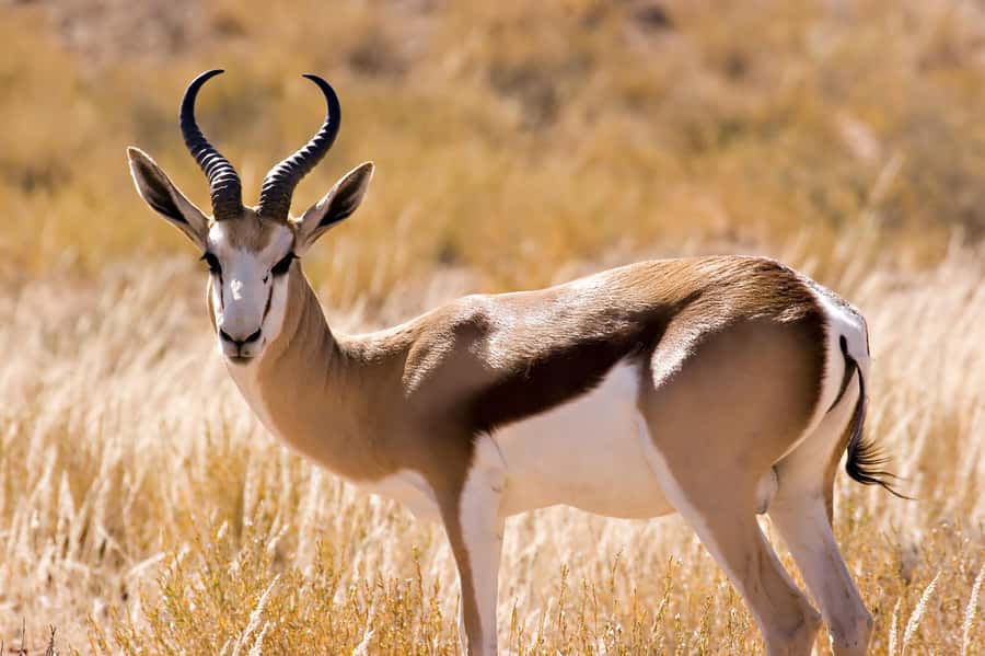 Hartbeespoort: Self-Drive Lion and Safari Park Tour - Is $24 good value?