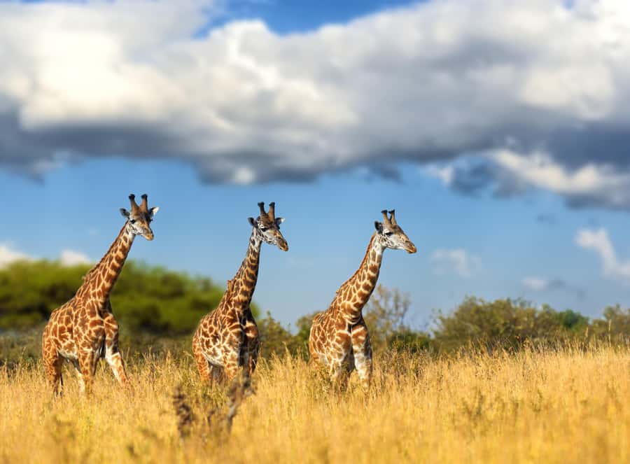 Hartbeespoort: Self-Drive Lion and Safari Park Tour - From Johannesburg to the Magaliesberg setting