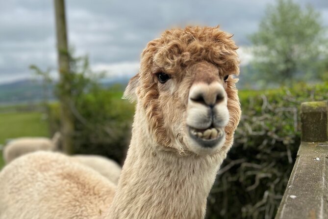 Highland Cows, Walk Alpacas & Scottish Wildlife Centre from Edin. - Key points to know before you book