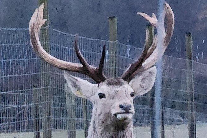 Highland Cows, Walk Alpacas & Scottish Wildlife Centre from Edin. - Scenic drives to Scotland’s famous sights