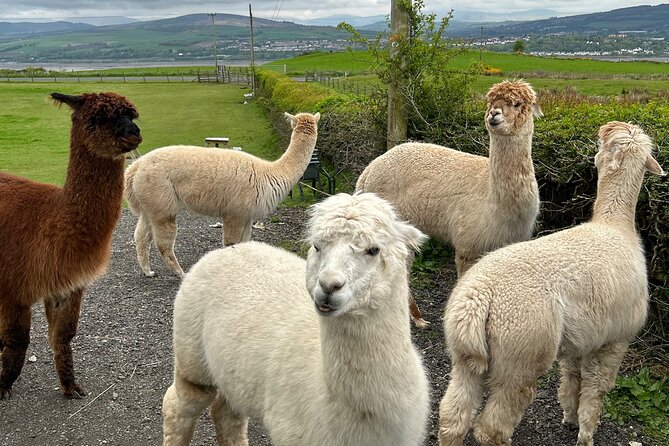 Highland Cows, Walk Alpacas & Scottish Wildlife Centre from Edin. - Guides and the value of a flexible schedule