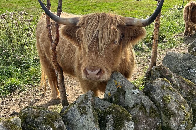 Highland Cows, Walk Alpacas & Scottish Wildlife Centre from Edin. - Price, lunch, and who gets the best value