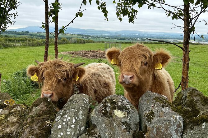 Highland Cows, Walk Alpacas & Scottish Wildlife Centre from Edin. - Walking alpacas through Nith Valley