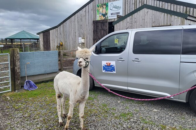 Highland Cows, Walk Alpacas & Visit a Scottish Wildlife Centre - Key points to know before booking