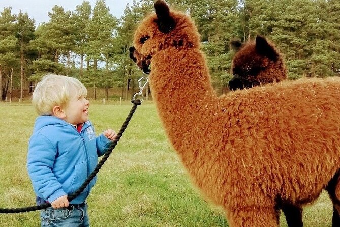 Highland Cows, Walk Alpacas & Visit a Scottish Wildlife Centre - Why this animal day works so well from Glasgow