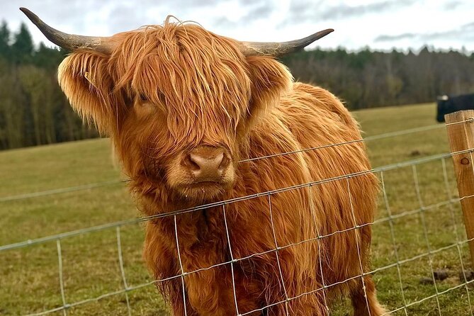 Highland Cows, Walk Alpacas & Visit a Scottish Wildlife Centre - Highland cows and lunch at Craigies Farm