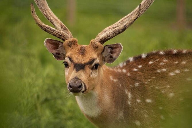 Highland Cows, Walk Alpacas & Visit a Scottish Wildlife Centre - Two hours at the Scottish Deer Centre