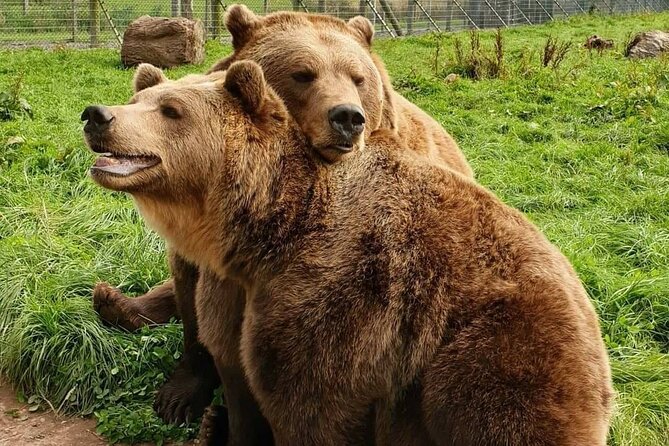 Highland Cows, Walk Alpacas & Visit a Scottish Wildlife Centre - The private guide makes a difference