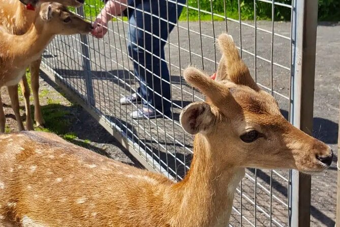 Highland Cows, Walk Alpacas & Visit a Scottish Wildlife Centre - Who should book this tour