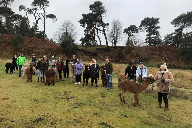 Highland Cows, Walk Alpacas & Visit a Scottish Wildlife Centre - 8:00am departure and the road into the countryside