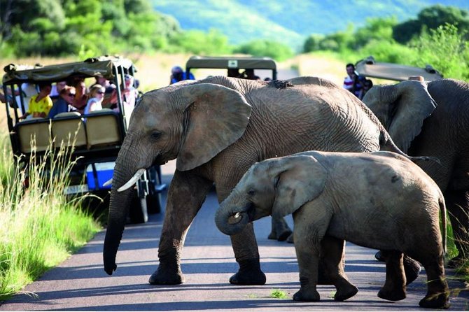 Hluhluwe Imfolozi Game Reserve & Phezulu Safari Park from Durban - Why this two-day Durban safari makes sense