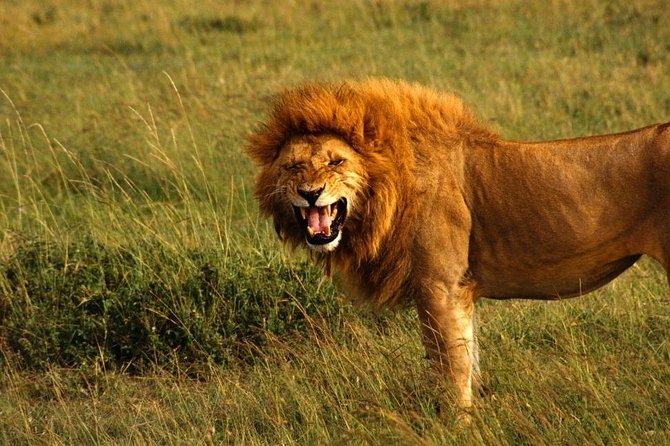 Hluhluwe Imfolozi Game Reserve & Phezulu Safari Park from Durban - The 6:00 a.m. drive and a full day in the reserve