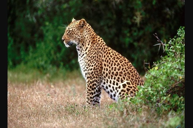 Hluhluwe Imfolozi Game Reserve & Phezulu Safari Park from Durban - What the Big Five promise really means