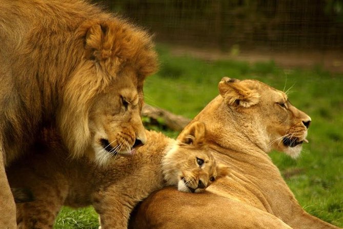 Hluhluwe Imfolozi Game Reserve & Phezulu Safari Park from Durban - Private transfers, group size, and the price