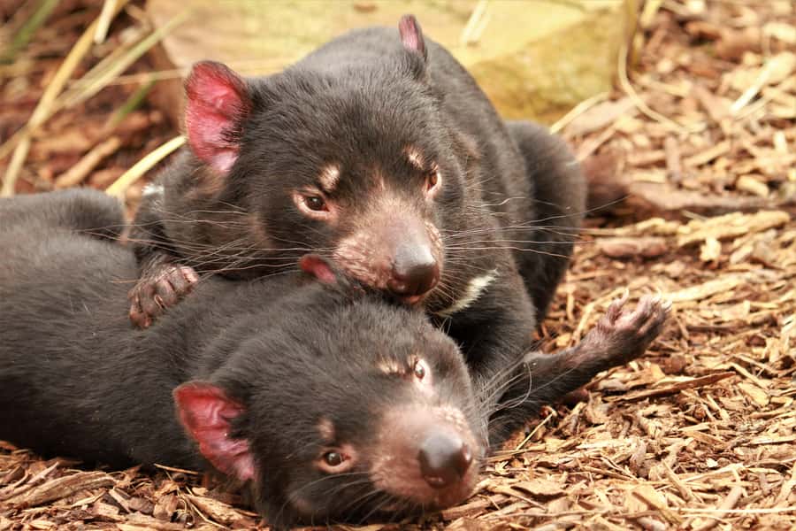 Hobart: Admission Ticket to Bonorong Wildlife Sanctuary - Key points to know before you go