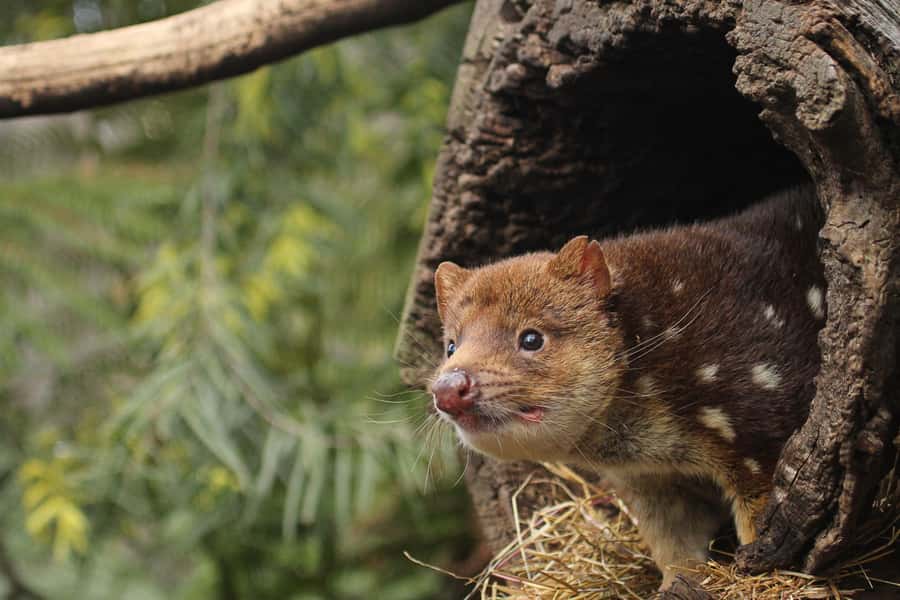 Hobart: Admission Ticket to Bonorong Wildlife Sanctuary - Why Bonorong is more than a quick animal stop