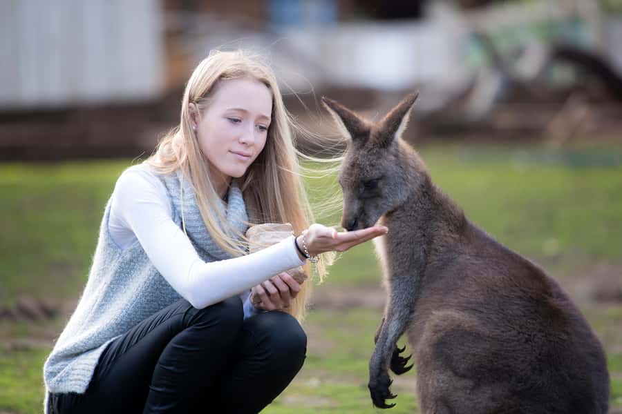 Hobart: Admission Ticket to Bonorong Wildlife Sanctuary - Tasmanian devils, wombats, and echidnas