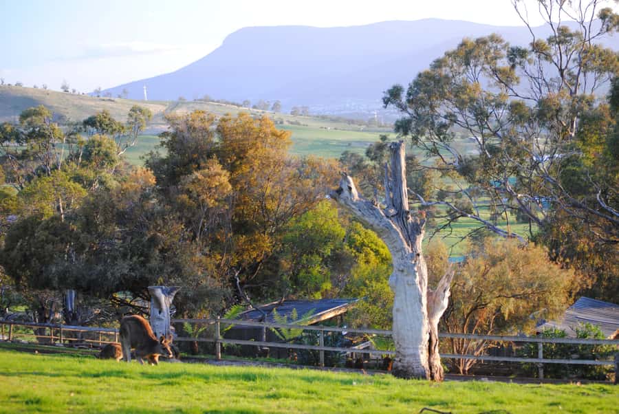 Hobart: Admission Ticket to Bonorong Wildlife Sanctuary - Meeting the kangaroos at close range