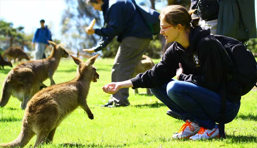 Hobart: Full-Day Bonorong Wildlife Sanctuary & Richmond Tour - Starting at Brooke Street Pier